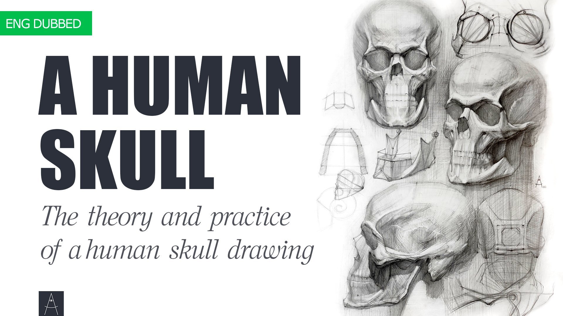 human skull profile sketch