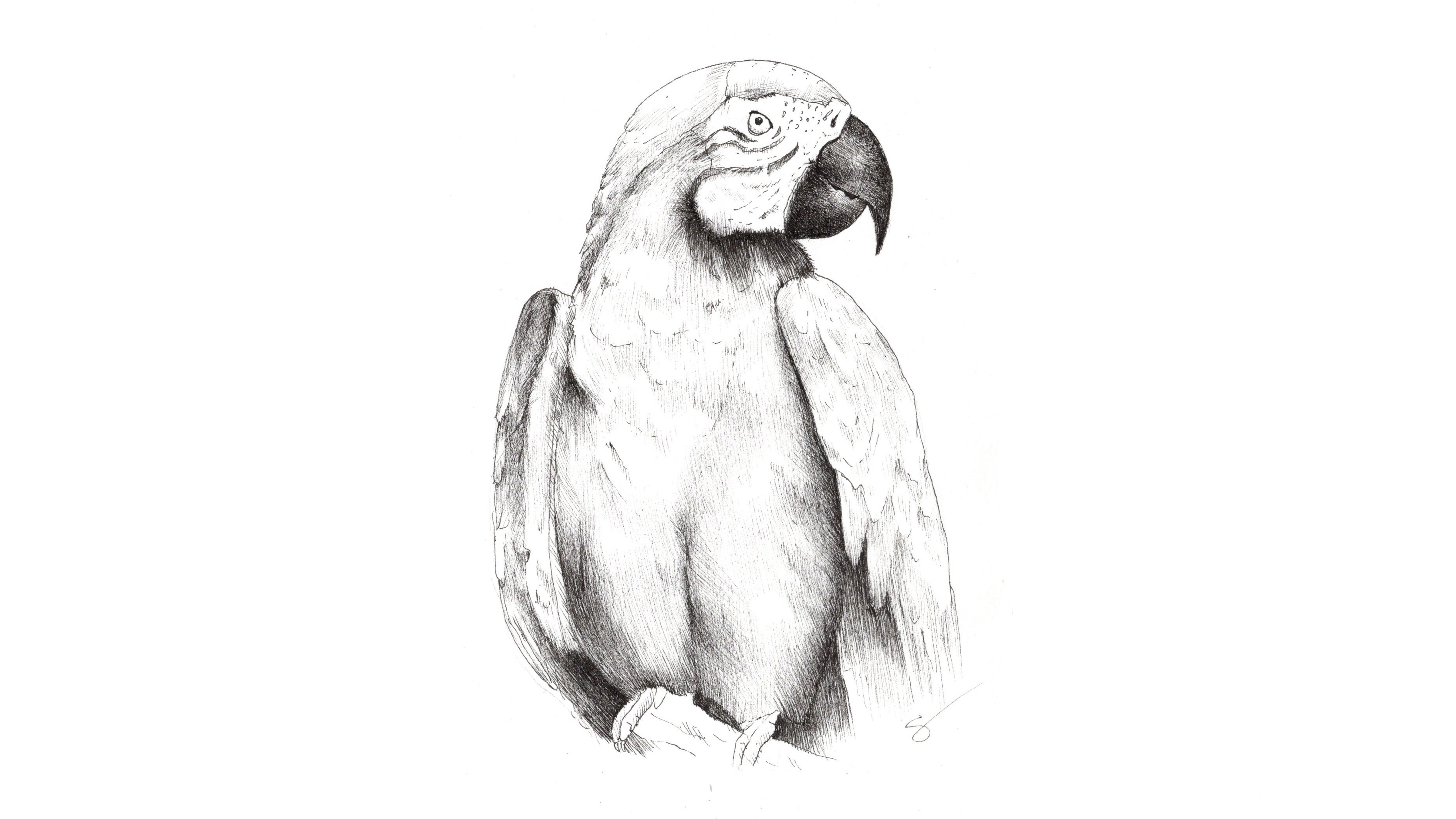 Zeichnen mit Fineliner: Gestalte Formen mit Wert und Textur | Sarah Nelson  | Skillshare, image size:4800x2700