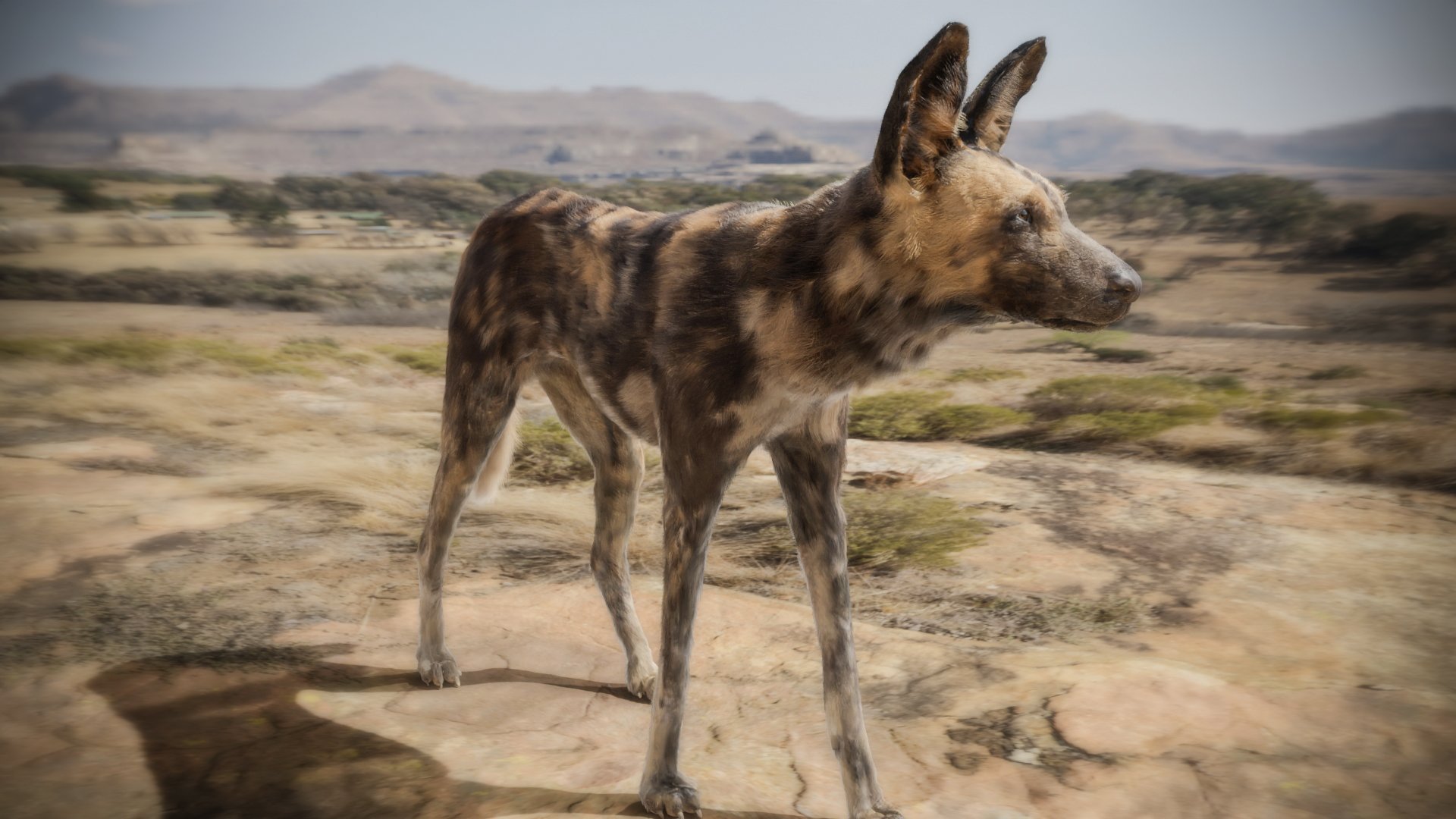 Realistic Wolf (Blender Cycles) V.2 - Works in Progress - Blender Artists  Community