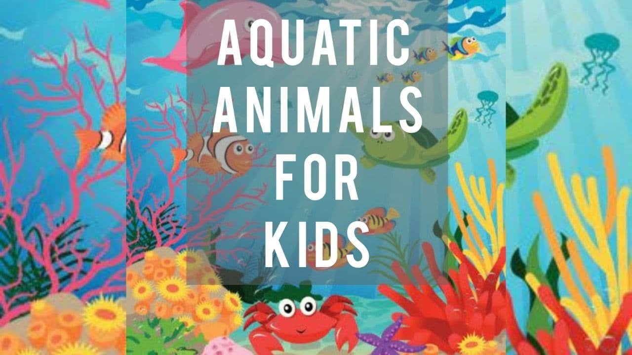 Different Types Of Aquatic Animals For Kids Neha Verma Skillshare