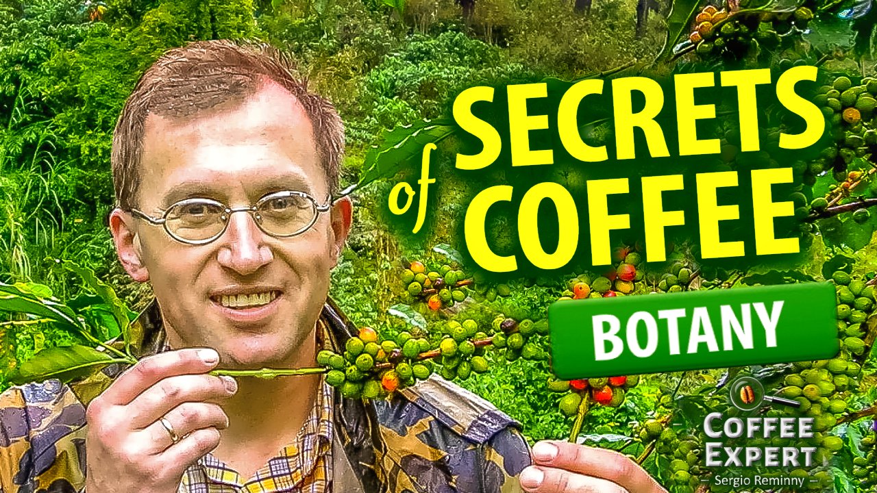 SECRETS du CAFÉ (Partie 2). BOTANIE - (pour les amateurs de café) - Devenez  un expert en 4 heures !, COFFEE EXPERT - Sergio Reminny