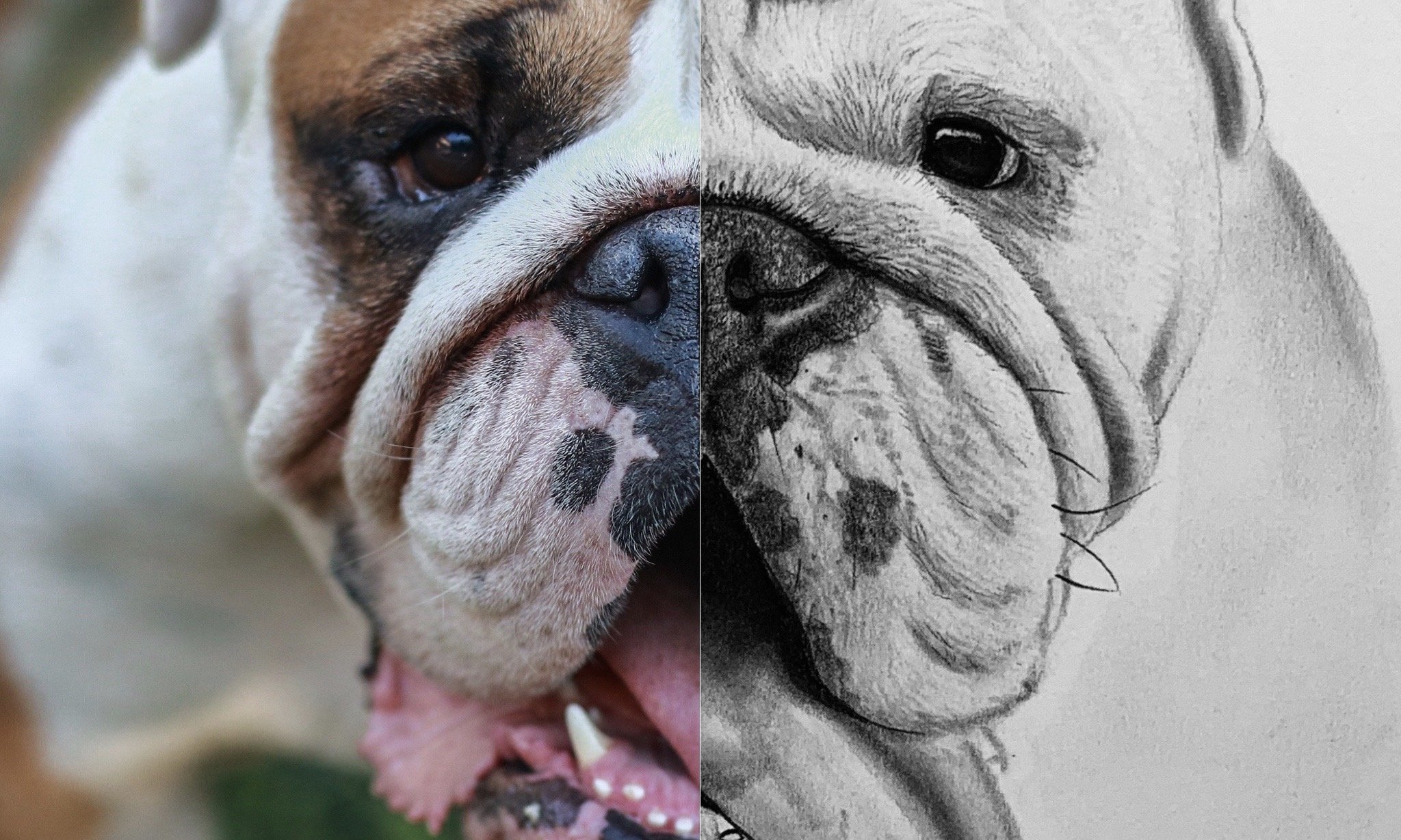 How to Draw an English Bulldog Step by Step Tutorial Messer