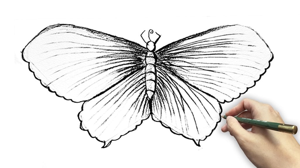 Butterfly Drawing: Quickly Sketch a Butterfly - Realistic Drawing ...