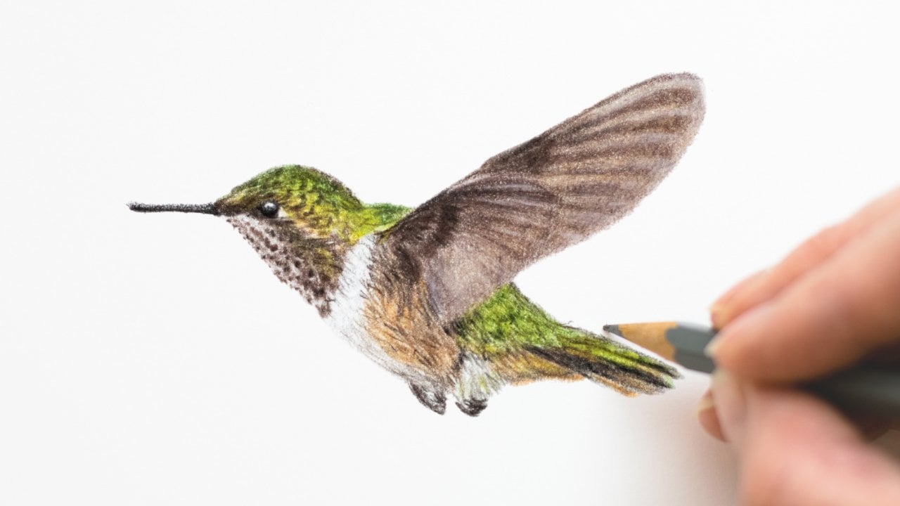 how to draw a realistic hummingbird