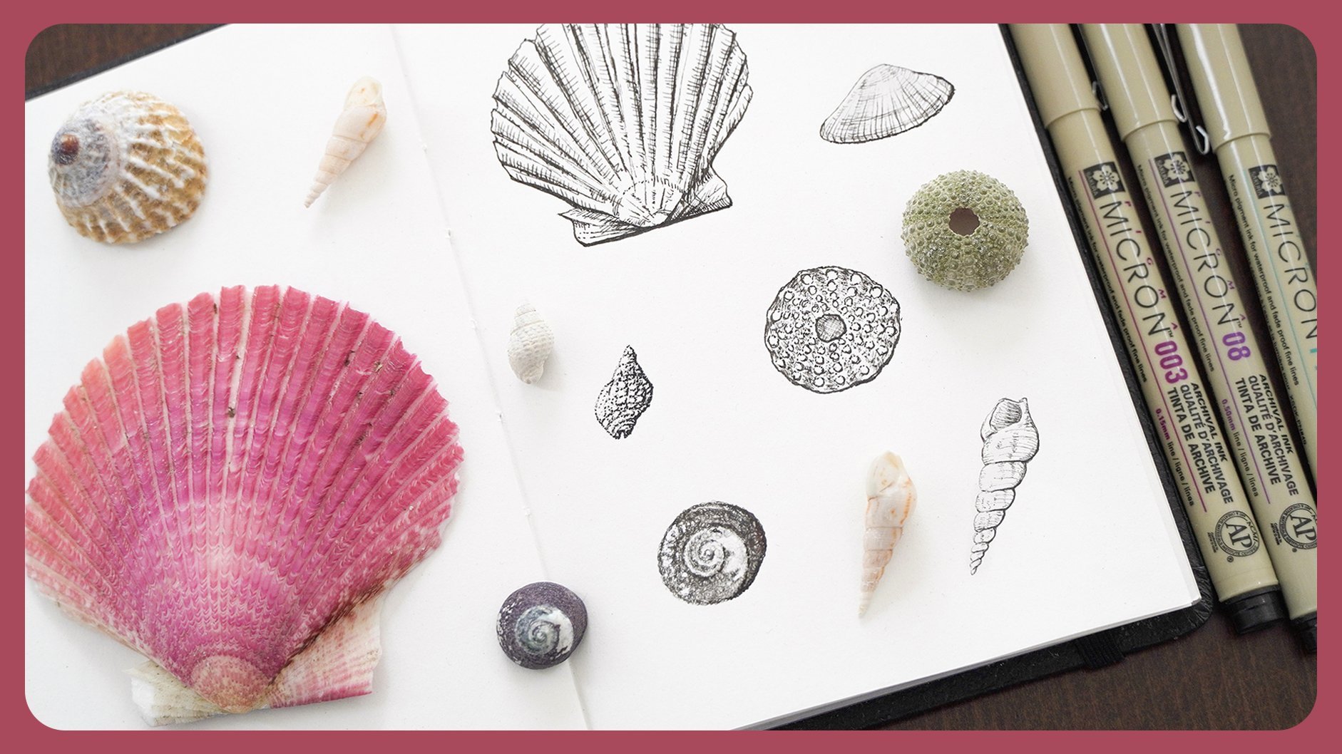 seashell pencil drawings