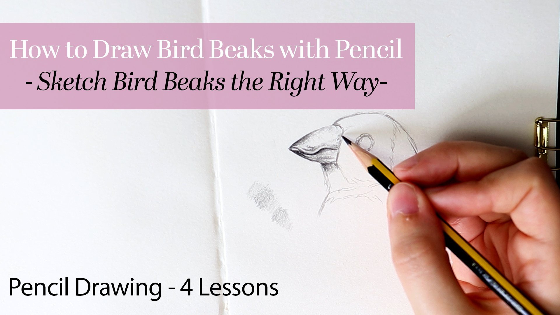 How to Draw Bird Beaks With Pencil StepbyStep Guide For Beginners