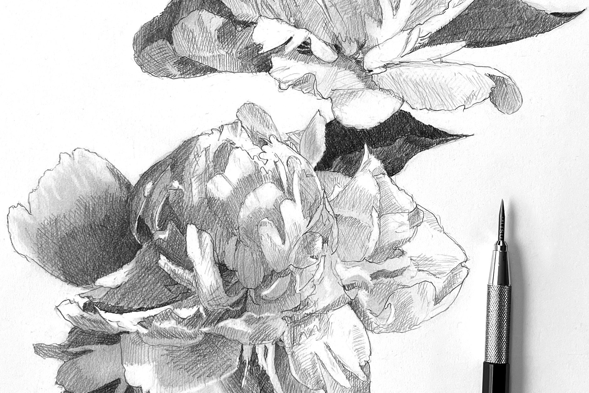 Dessiner des fleurs : comment rendre les pivoines de dessin avec un crayon  facile, Elizabeth Floyd